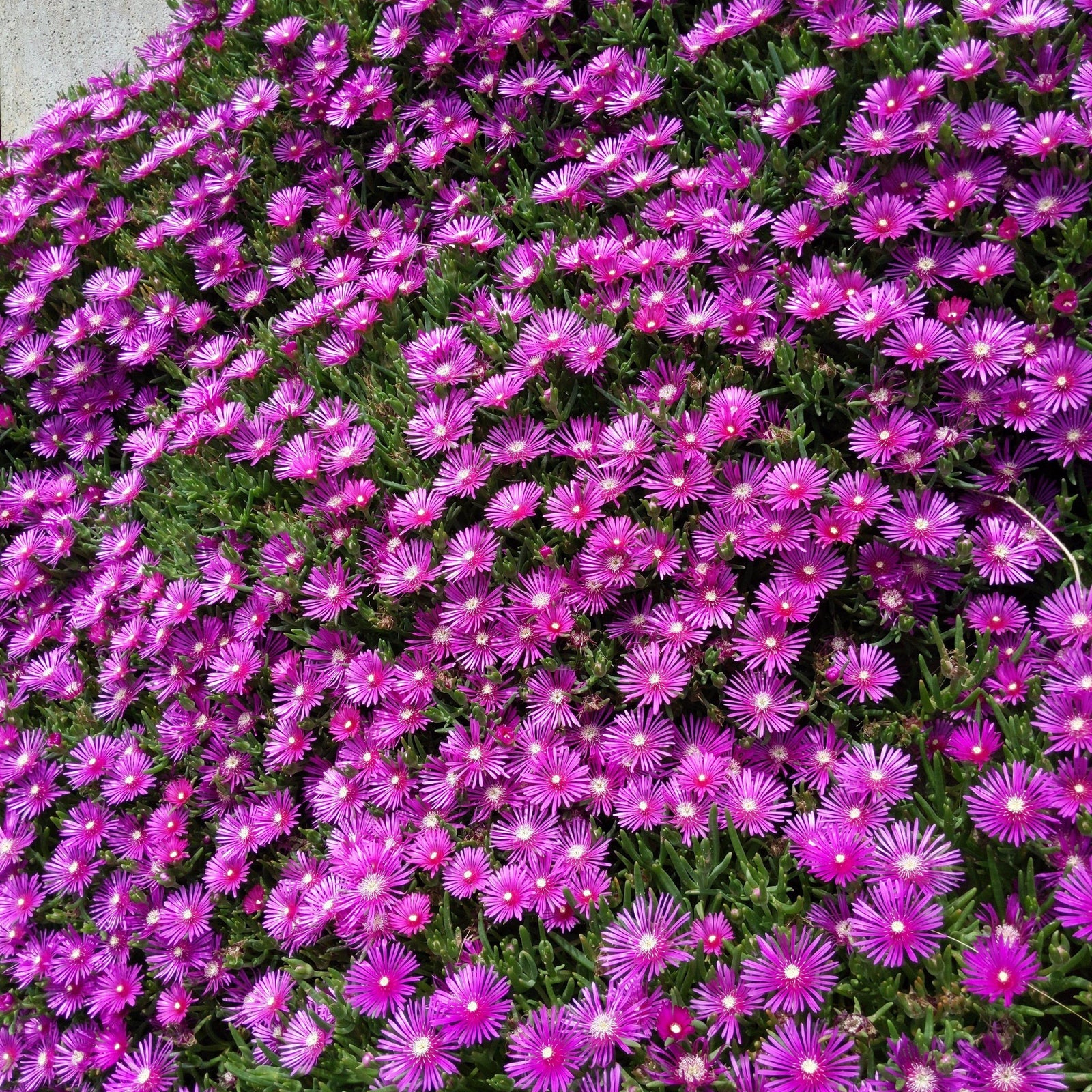 Delosperma cooperi ~ Hardy Ice Plant - Delivered By ServeScape