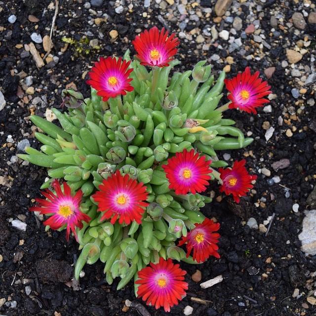 Delosperma cooperi 'Jewel of Desert Garnet' ~ Jewel of Desert® Garnet Ice Plant-ServeScape