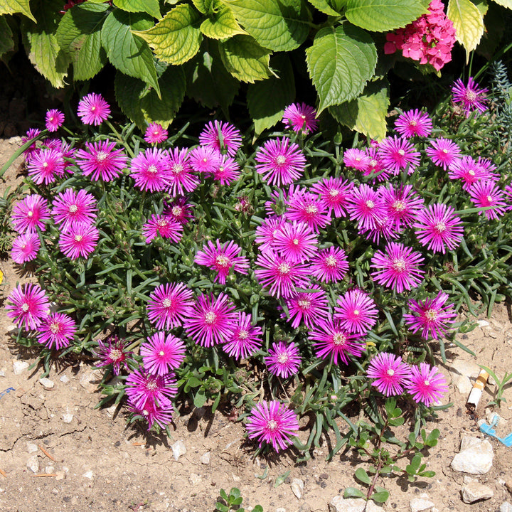 Delosperma cooperi 'Jewel of Desert Opal' ~ Jewel of Desert® Opal Ice Plant-ServeScape