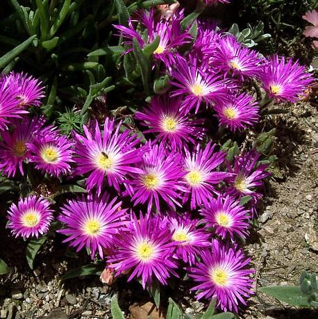Delosperma cooperi 'Jewel of Desert Opal' ~ Jewel of Desert® Opal Ice Plant-ServeScape