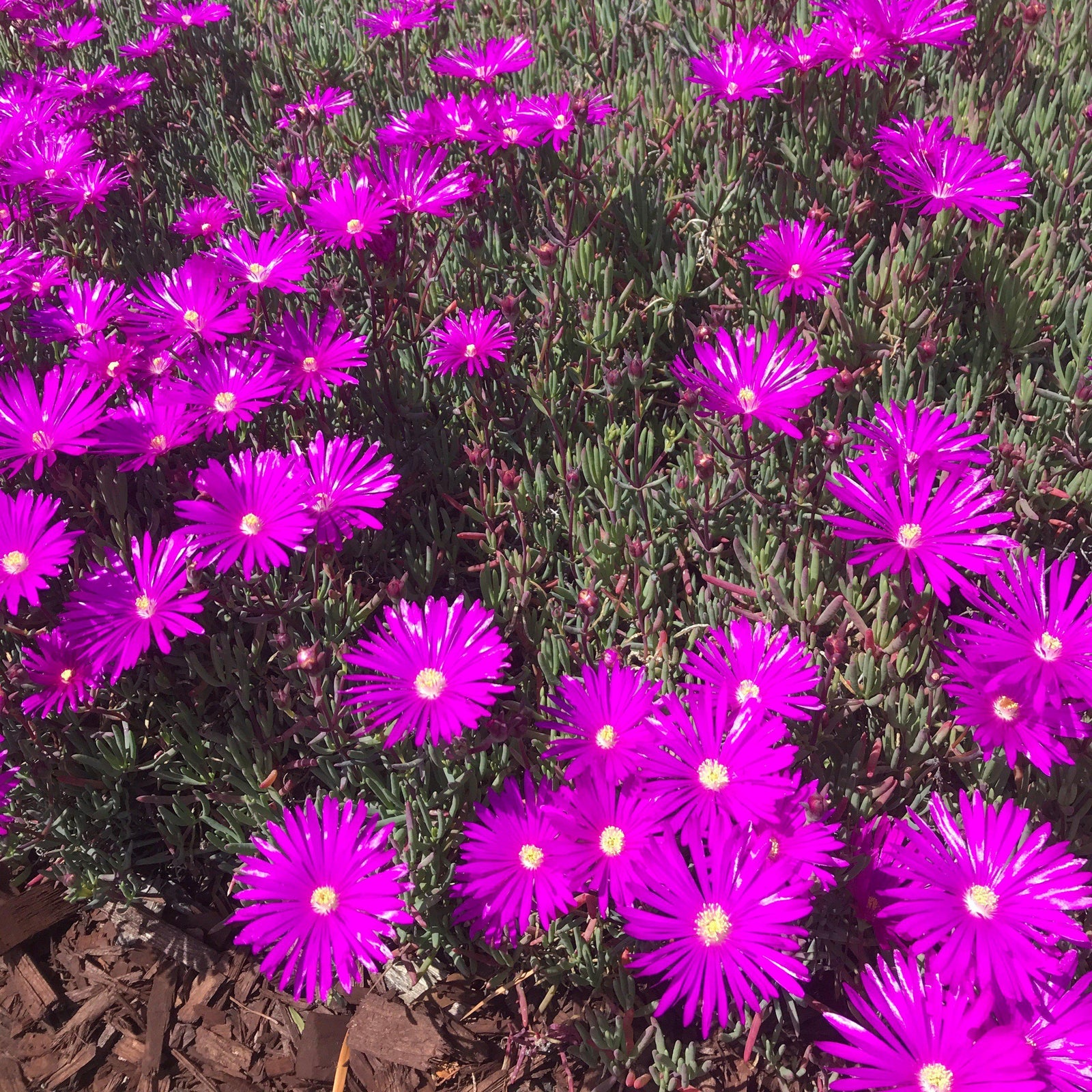 Delosperma cooperi 'Jewel of Desert Opal' ~ Jewel of Desert® Opal Ice Plant-ServeScape