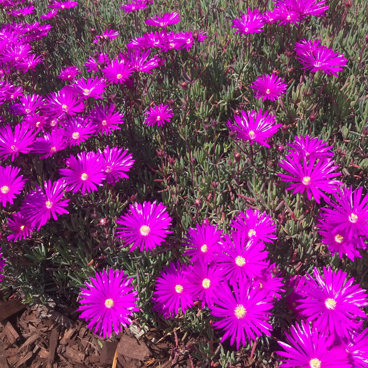 Delosperma cooperi 'Jewel of Desert Opal' ~ Jewel of Desert® Opal Ice Plant-ServeScape