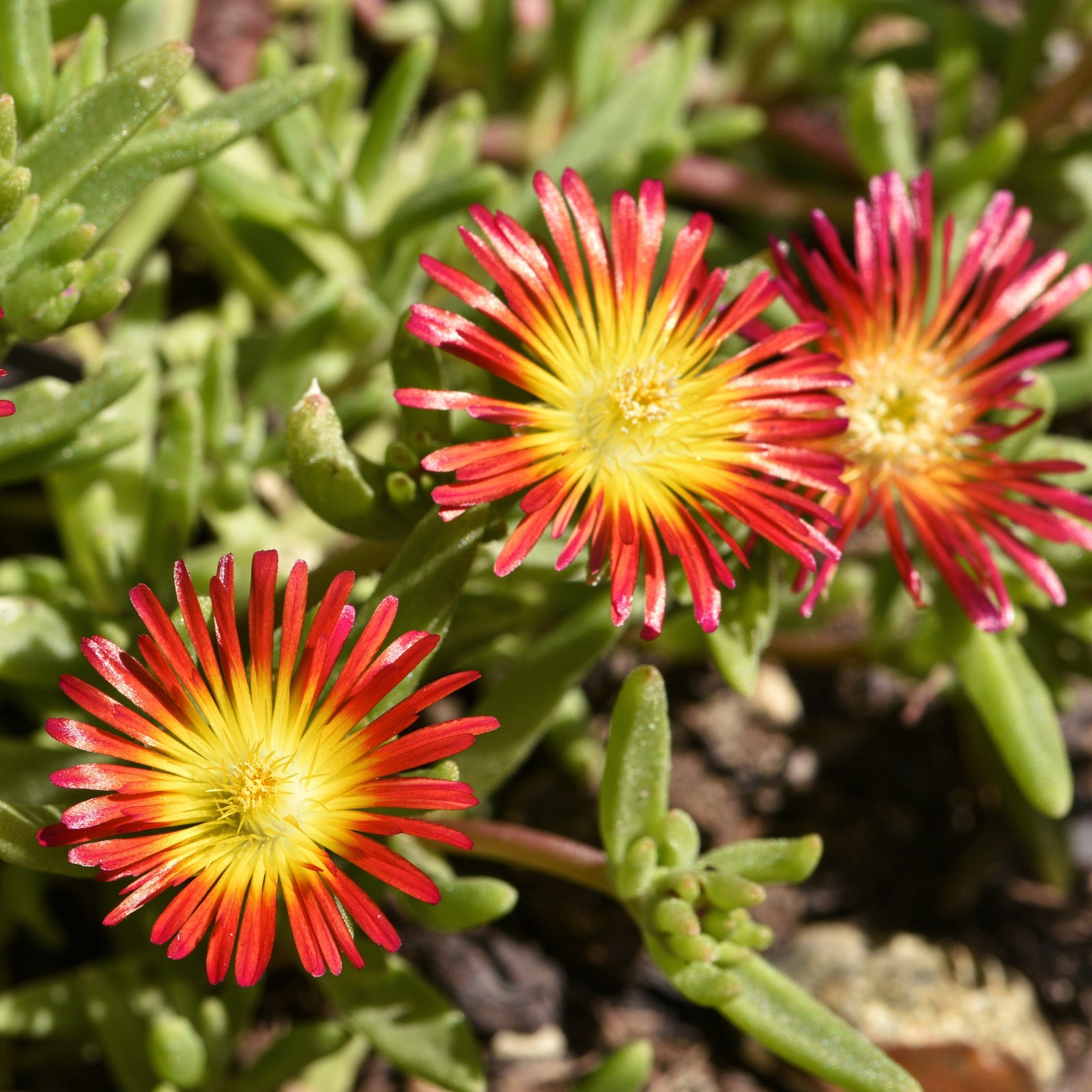 Delosperma cooperi 'WOWDAY2' ~ WOW® Fire Wonder Ice Plant-ServeScape