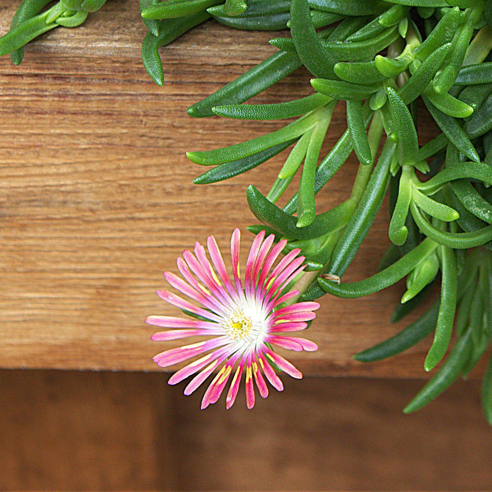 Delosperma dyeri ~ Dyer's Ice Plant-ServeScape