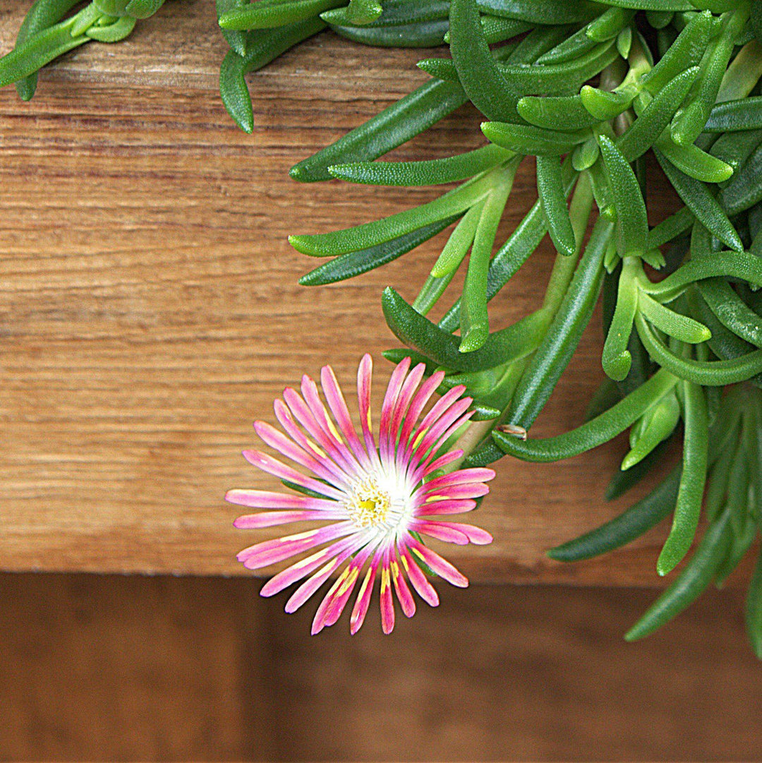 Delosperma dyeri ~ Dyer's Ice Plant-ServeScape