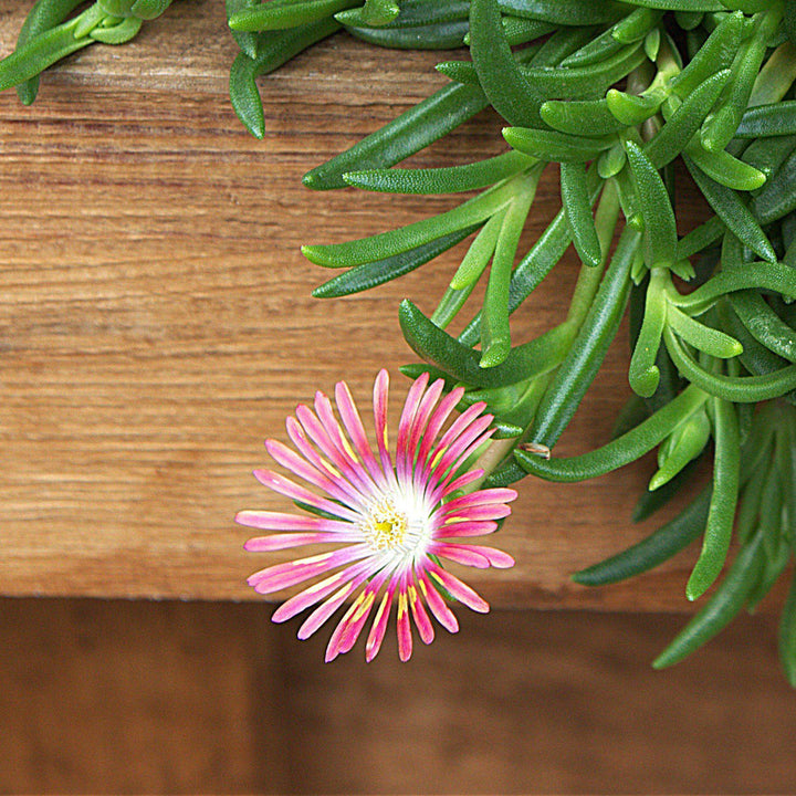 Delosperma dyeri ~ Dyer's Ice Plant-ServeScape
