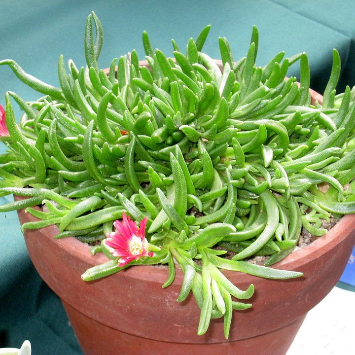 Delosperma dyeri ~ Dyer's Ice Plant-ServeScape