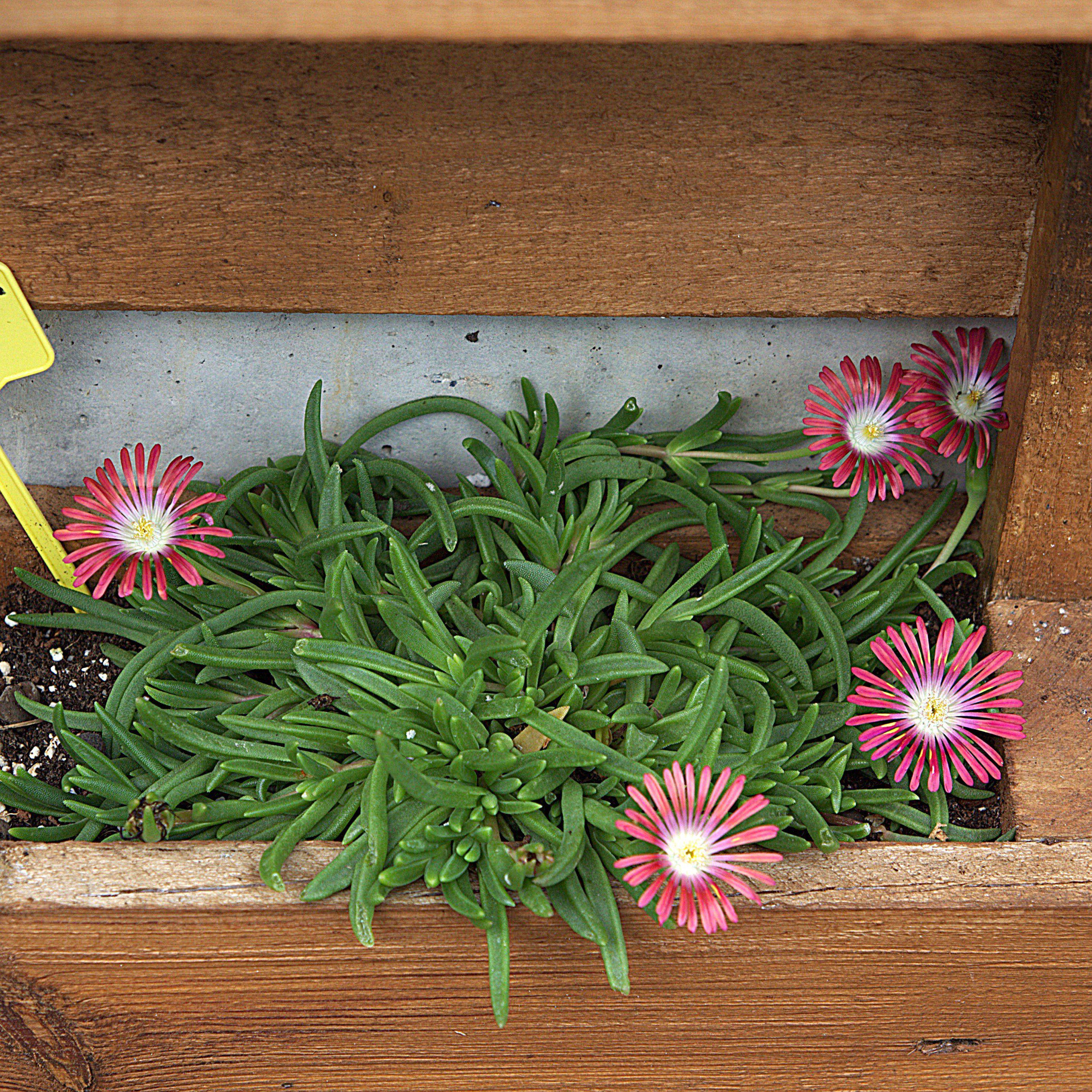 hanging ice plant Dyer's Ice Plant
