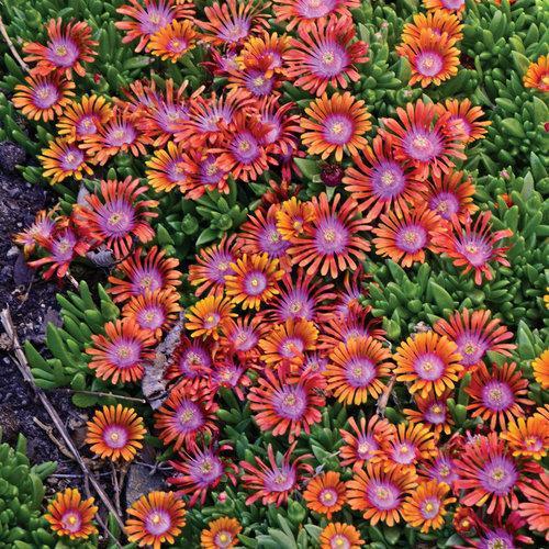 Delosperma hybrida 'P0001S' ~ Fire Spinner® Ice Plan - Delivered By ServeScape
