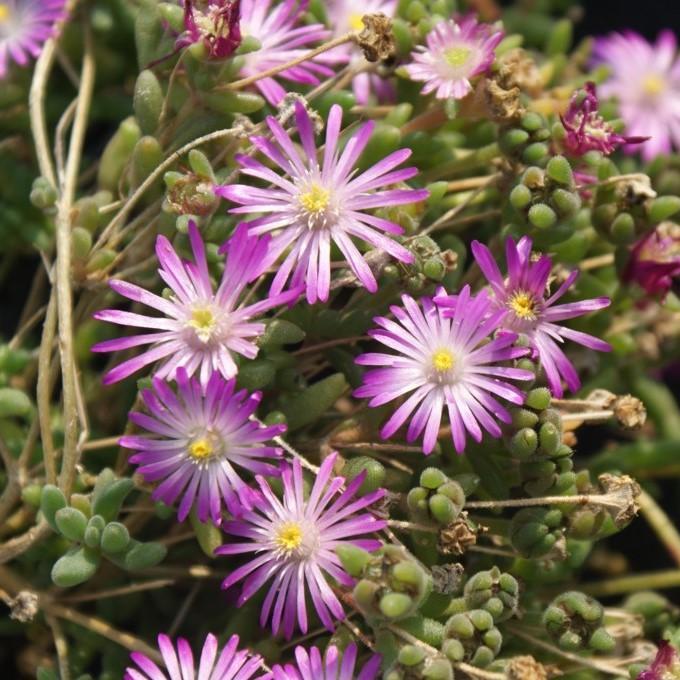 Delosperma nubigenum 'WOWDRW5' ~ WOW® Violet Wonder Ice Plant - Delivered By ServeScape