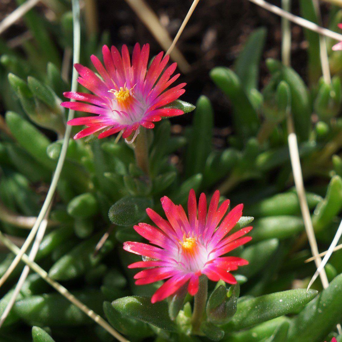 Delosperma nubigenum 'WOWDRY1' ~ WOW® Hot Pink Wonder Ice Plant - Delivered By ServeScape