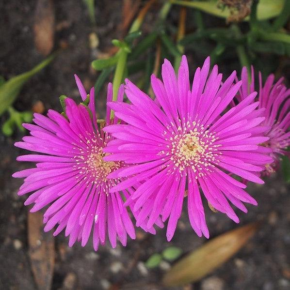 Delosperma hybrida 'T18-5' ~ Ocean Sunset™ Violet Ice Plant-ServeScape
