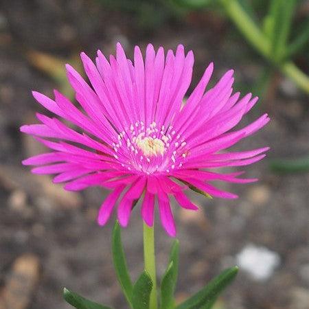 Delosperma hybrida 'T18-5' ~ Ocean Sunset™ Violet Ice Plant-ServeScape