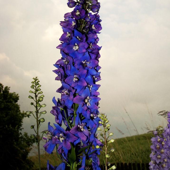 Delphinium 'M.F. Dark Blue Dark Bee' ~ Magic Fountain Dark Blue/Dark Bee Delphinium-ServeScape