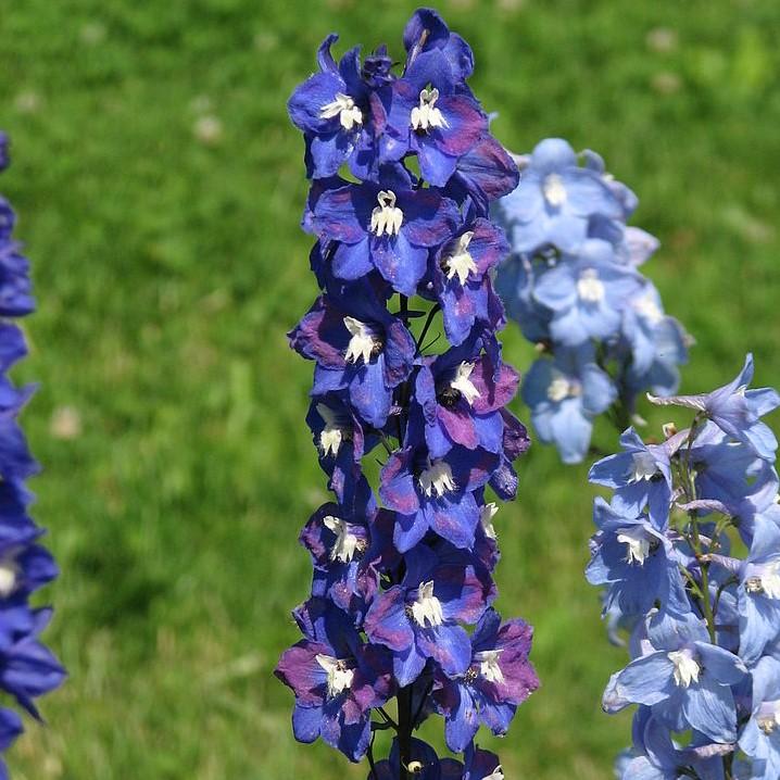 Delphinium 'M.F. Dark Blue Dark Bee' ~ Magic Fountain Dark Blue/Dark Bee Delphinium-ServeScape