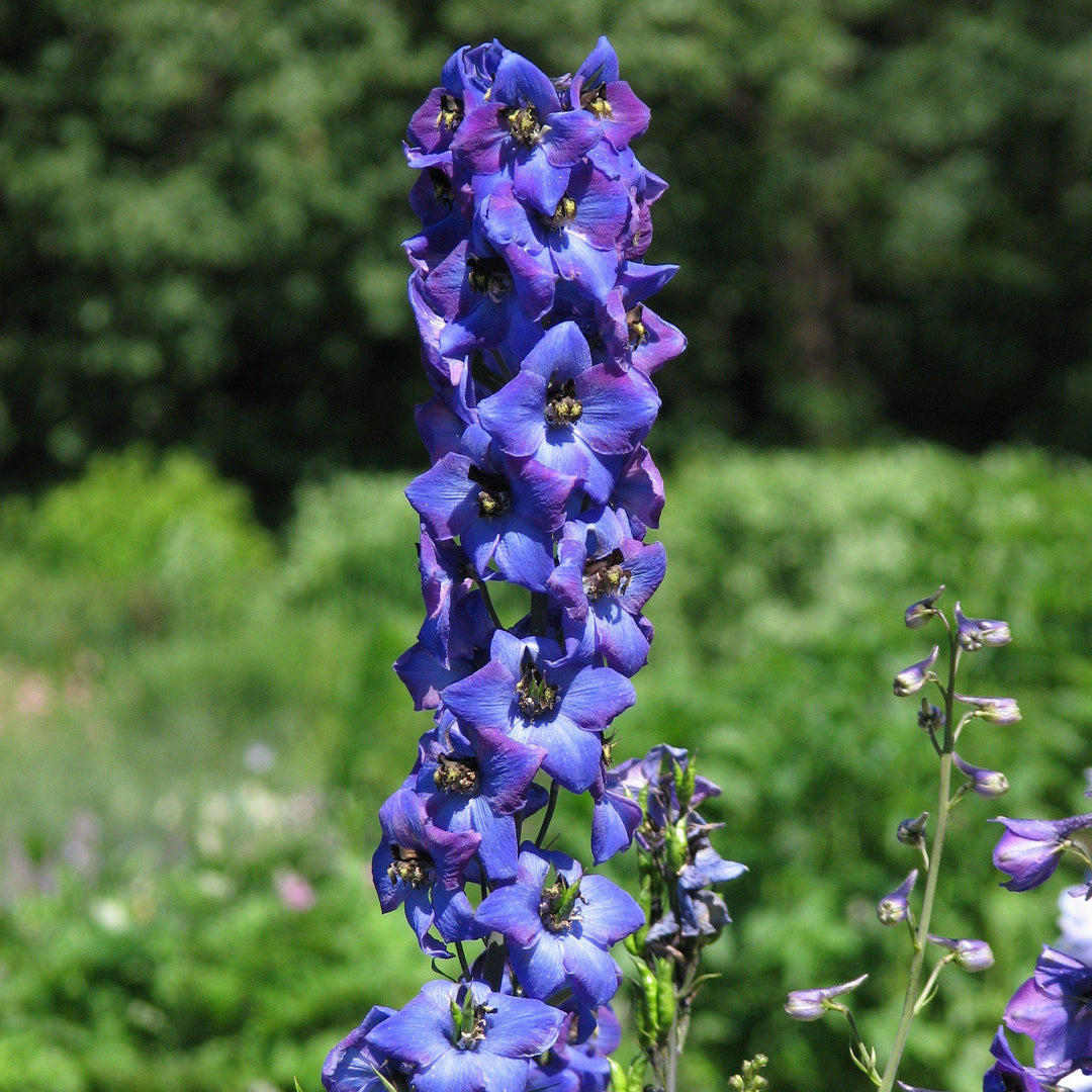 Delphinium 'M.F. Dark Blue Dark Bee' ~ Magic Fountain Dark Blue/Dark Bee Delphinium - Delivered By ServeScape