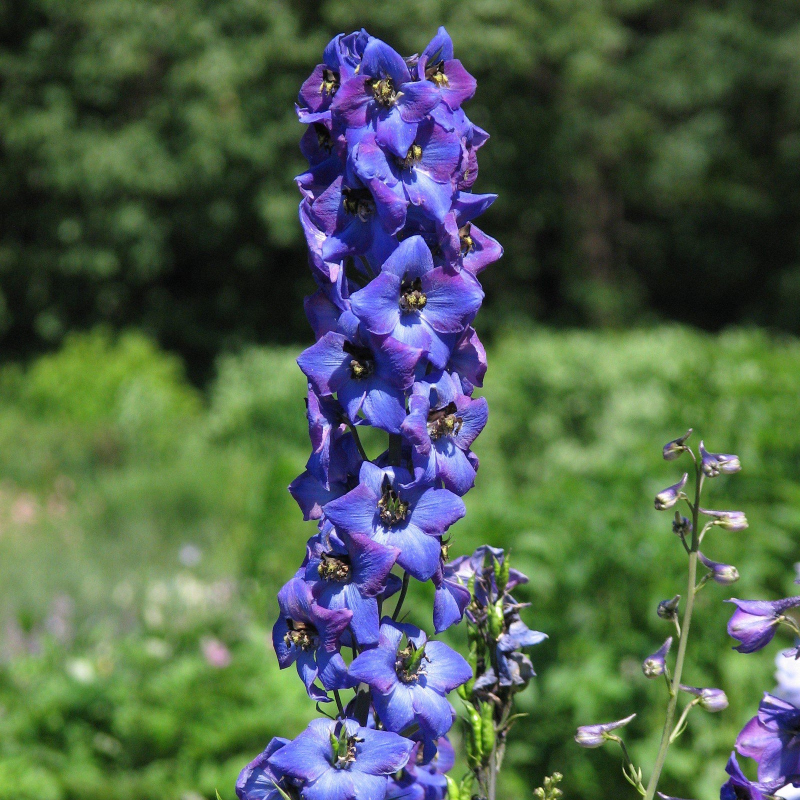 Delphinium 'M.F. Dark Blue Dark Bee' ~ Magic Fountain Dark Blue/Dark Bee Delphinium - Delivered By ServeScape