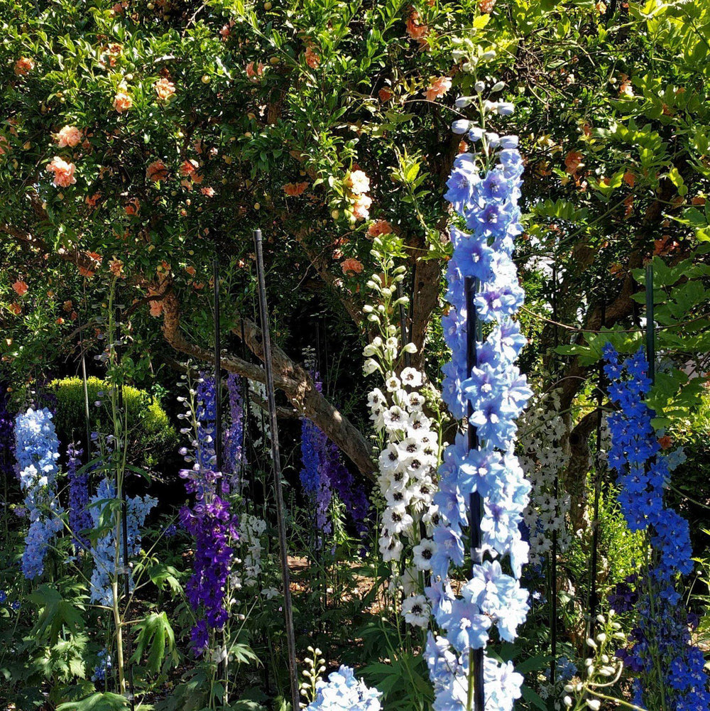 Delphinium (Pacific Hybrids) ~ Pacific Hybrids Mix Delophinium, Larkspur-ServeScape