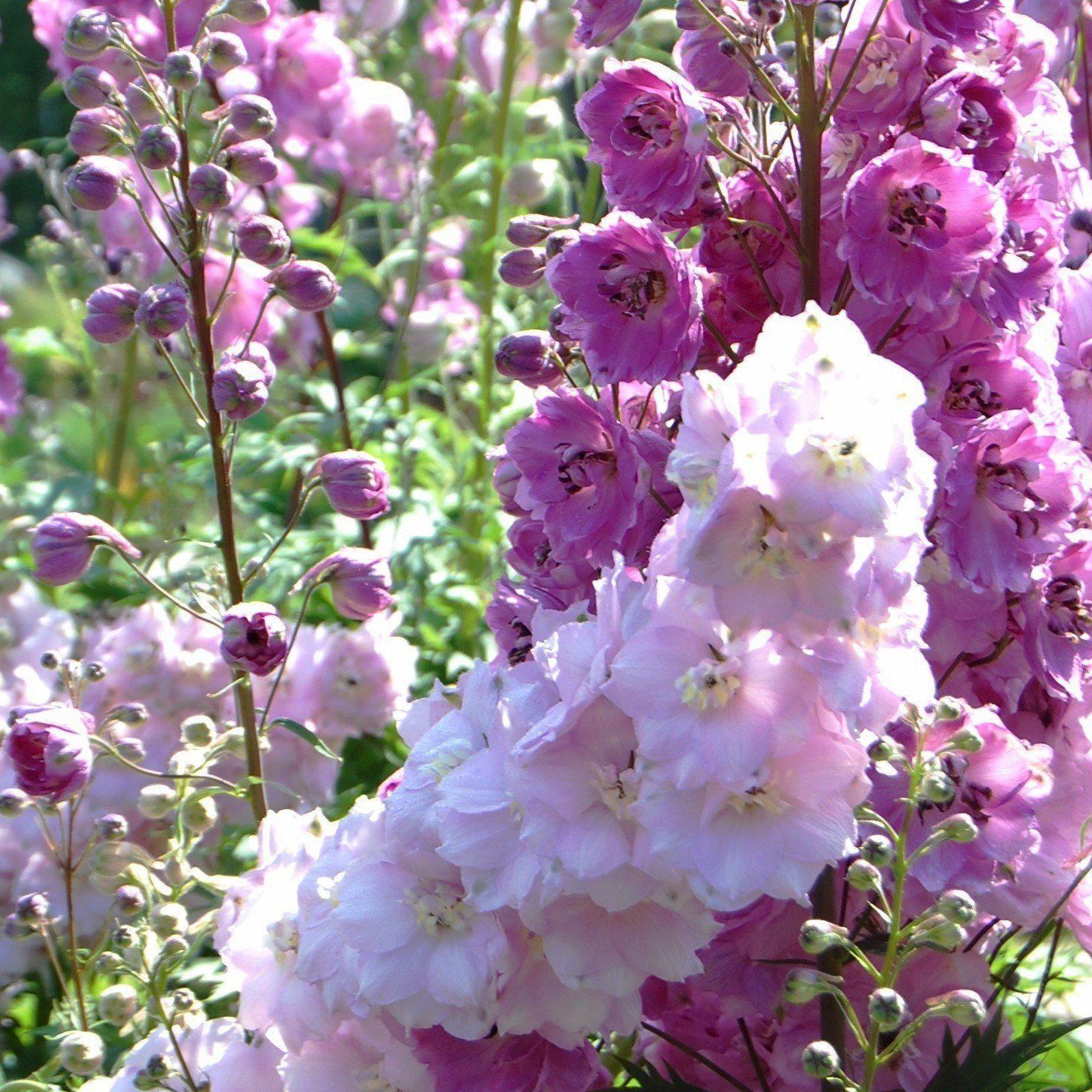 Delphinium (Pacific Hybrids) ~ Pacific Hybrids Mix Delohinium, Larkspur - Delivered By ServeScape