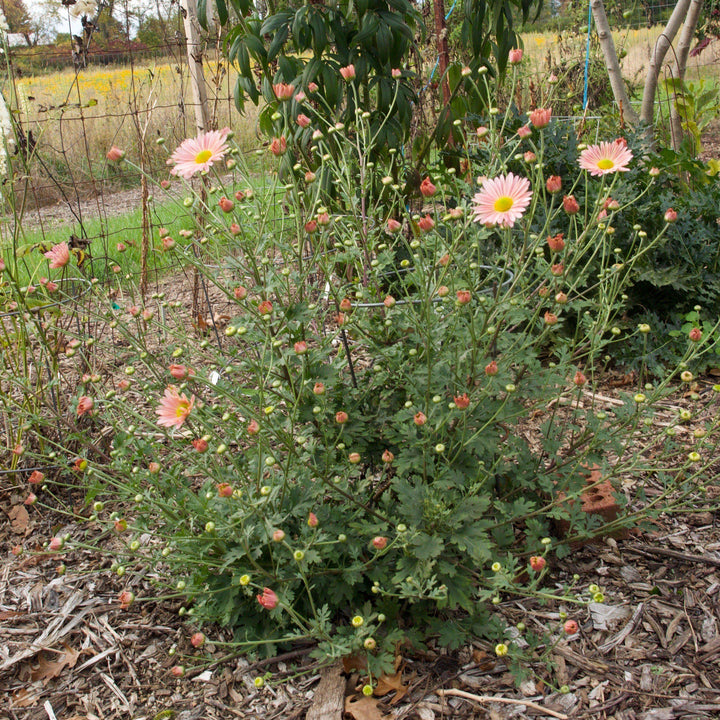 Dendranthema Morifolium 'Sheffield' ~ Sheffield Garden Mum - Delivered By ServeScape