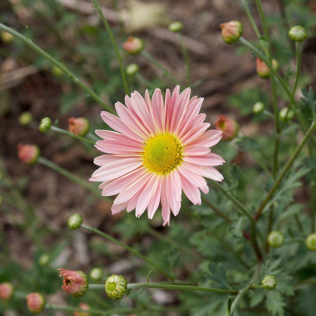 Dendranthema Morifolium 'Sheffield' ~ Sheffield Garden Mum-ServeScape