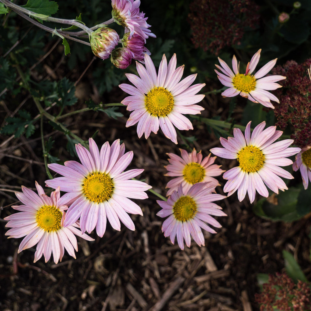 Dendranthema Morifolium 'Sheffield' ~ Sheffield Garden Mum-ServeScape
