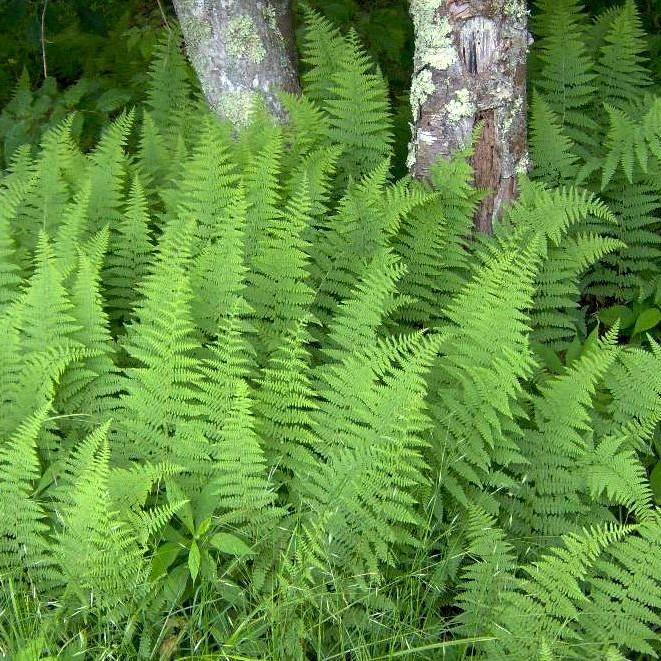 Dennstaedtia punctilobula ~ Hayscented Fern-ServeScape