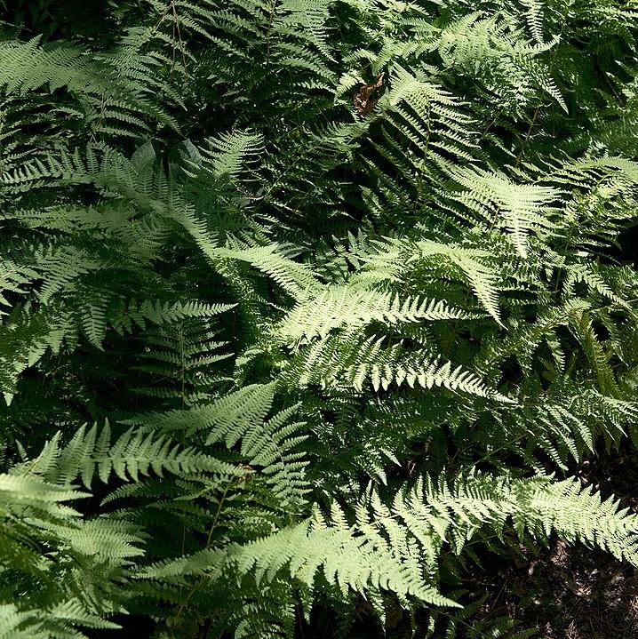 Dennstaedtia punctilobula ~ Hayscented Fern-ServeScape