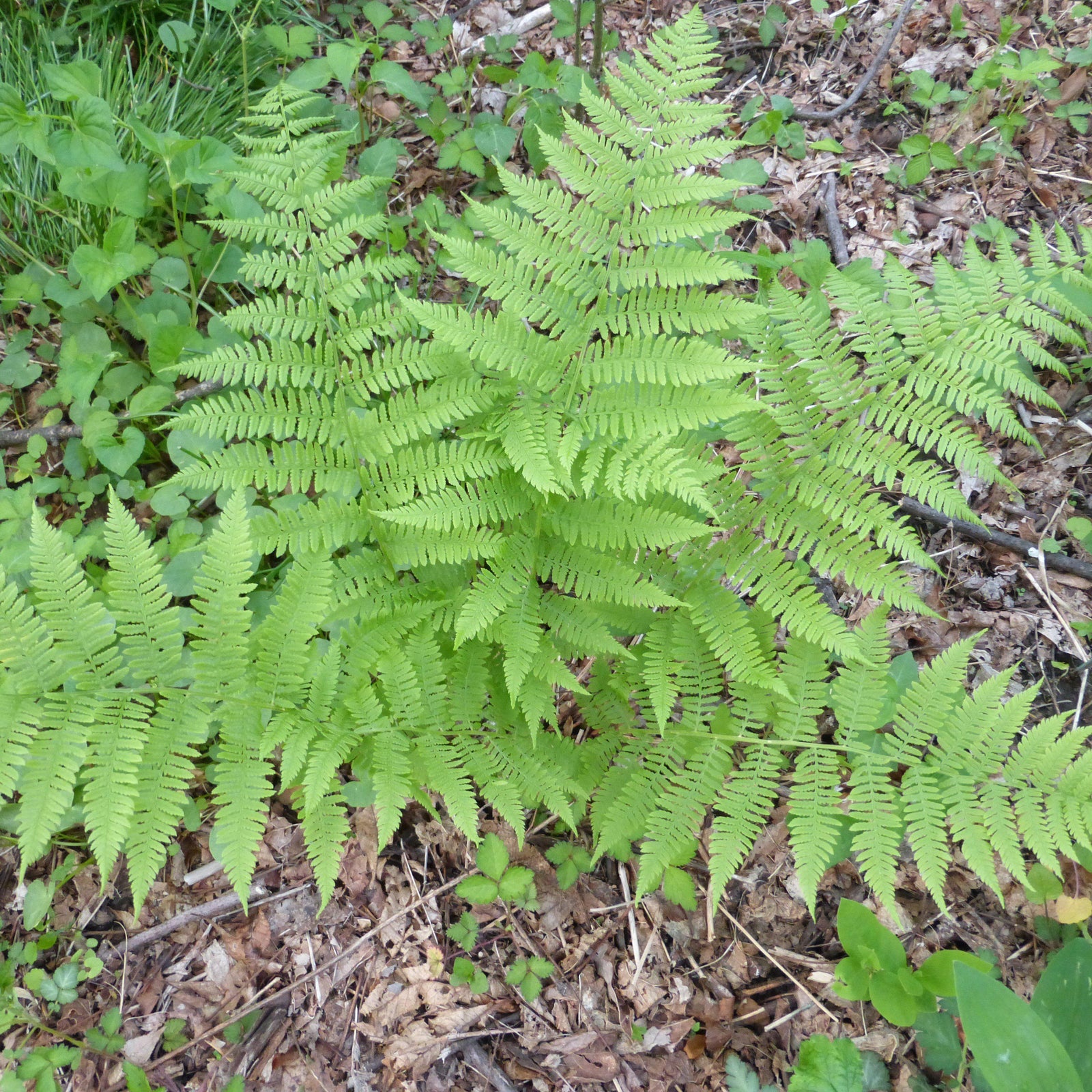 Dennstaedtia punctilobula ~ Hayscented Fern - Delivered By ServeScape