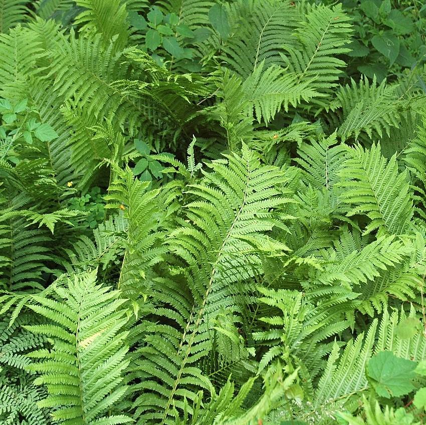 Deparia acrostichoides ~ Silvery Glade Fern, Silvery Spleenwort-ServeScape