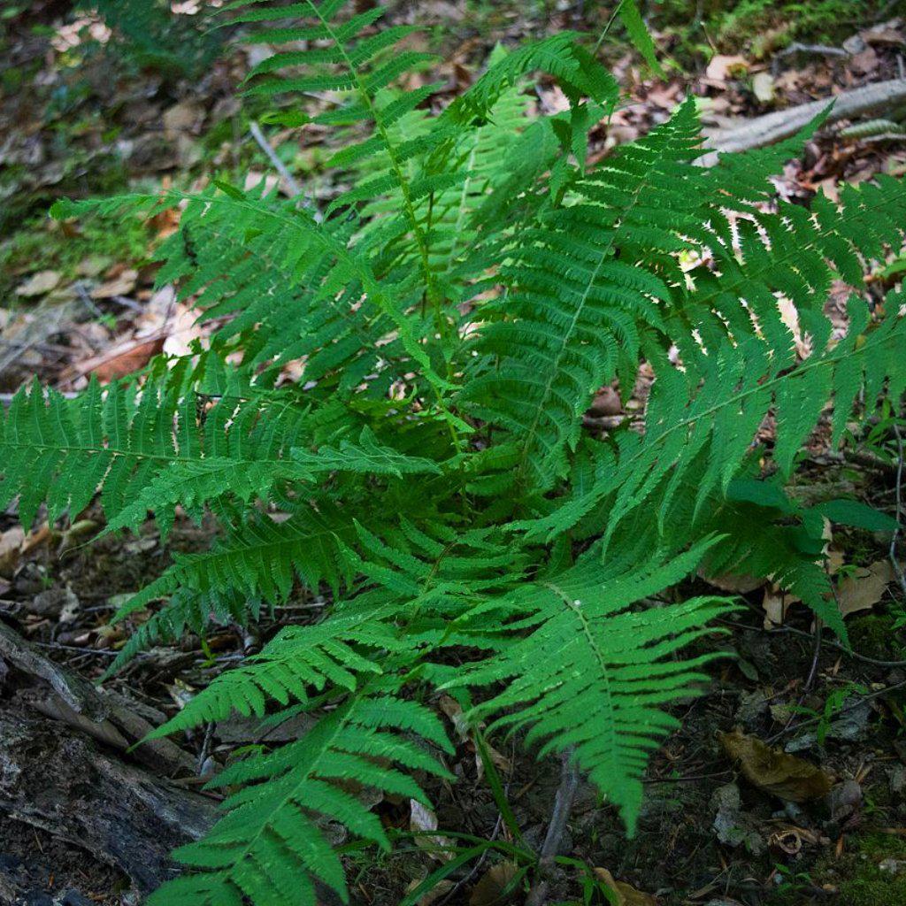 Deparia acrostichoides ~ Silvery Glade Fern, Silvery Spleenwort - Delivered By ServeScape