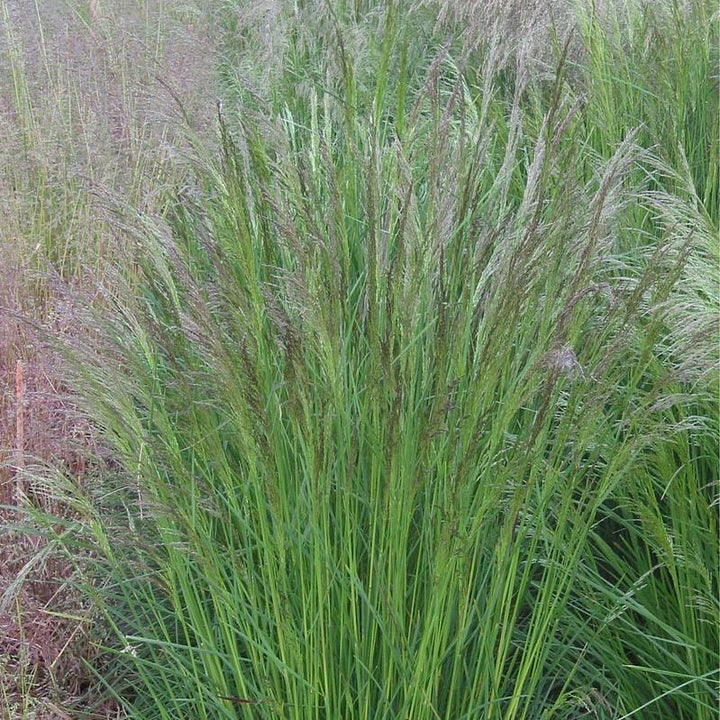 Deschampsia cespitosa ~ Tufted Hairgrass-ServeScape