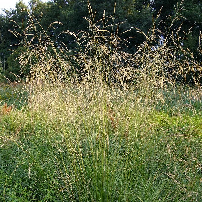 Deschampsia cespitosa ~ Tufted Hairgrass-ServeScape
