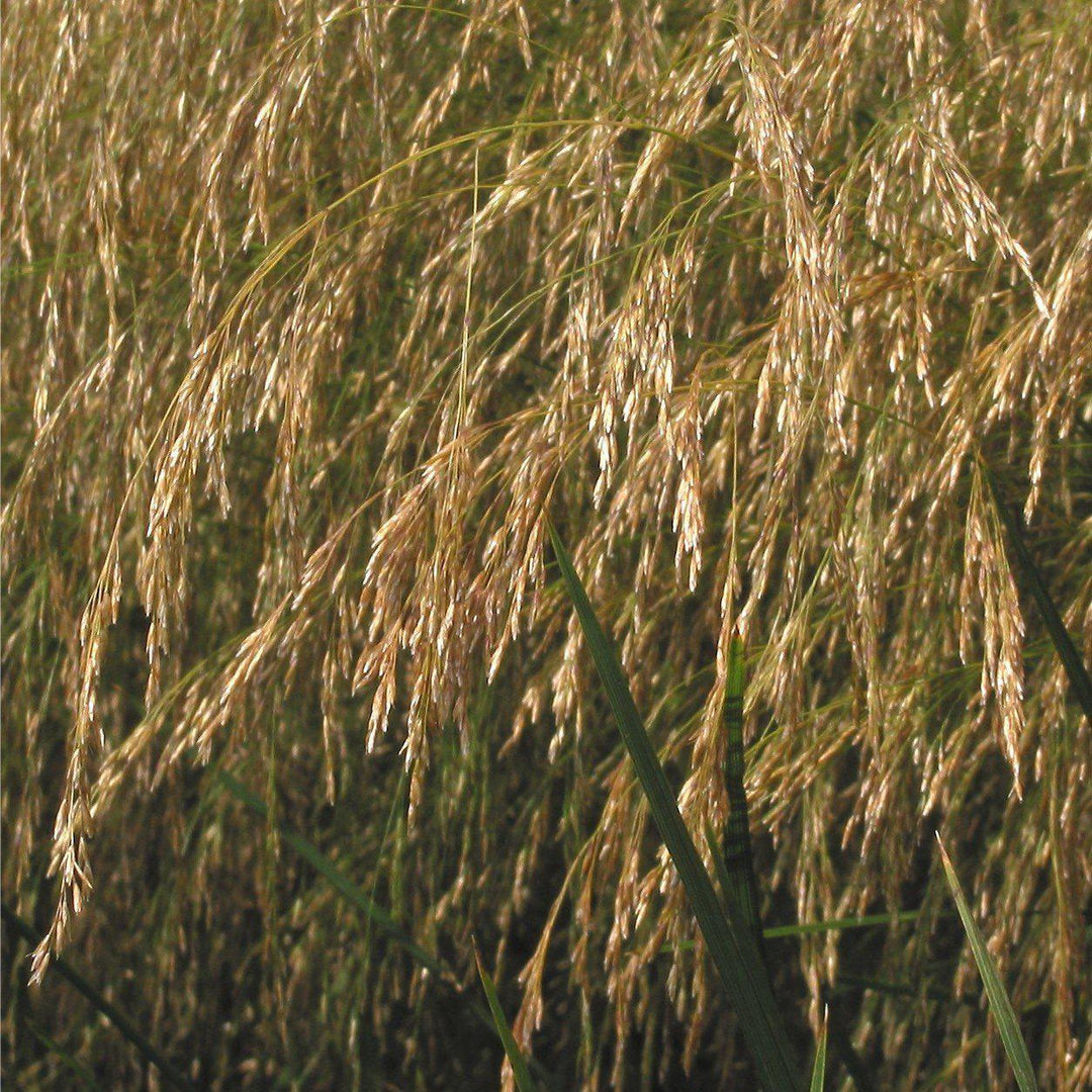 Deschampsia cespitosa ~ Tufted Hairgrass-ServeScape