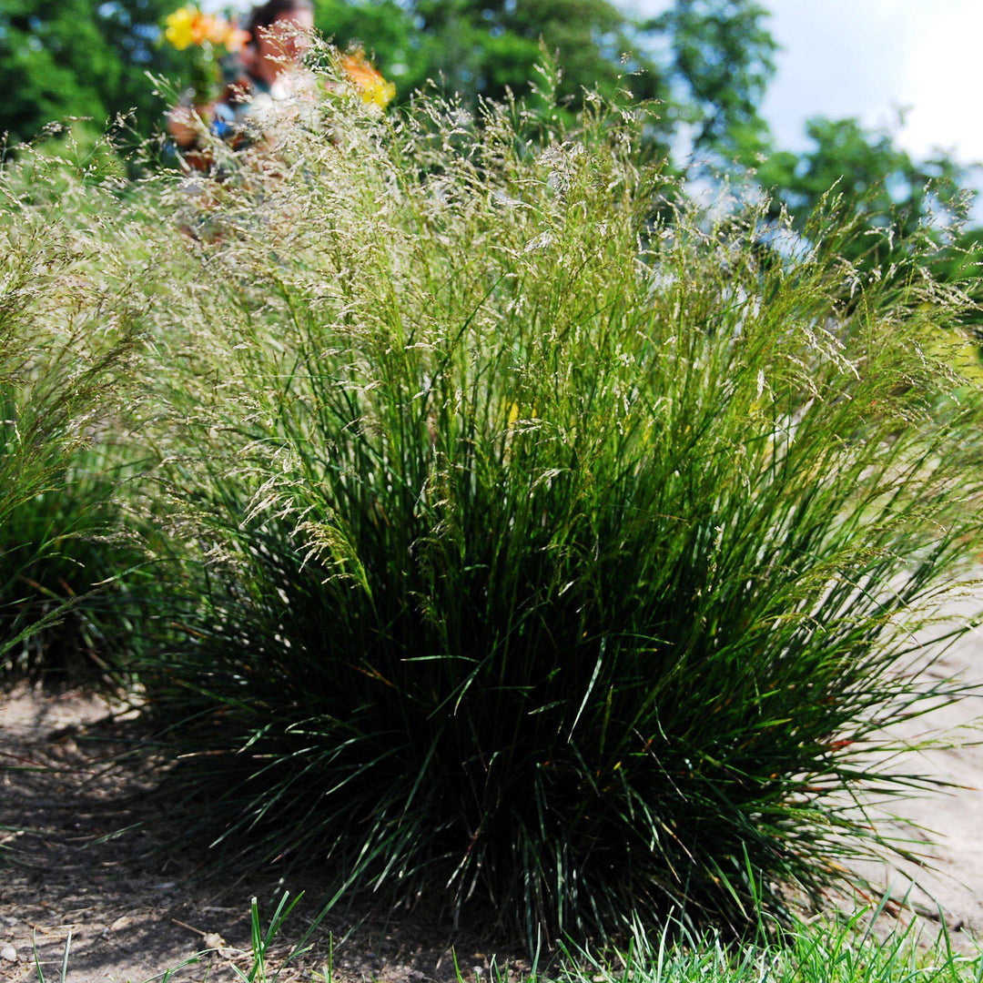 Deschampsia cespitosa  ~ Tufted Hairgrass - Delivered By ServeScape