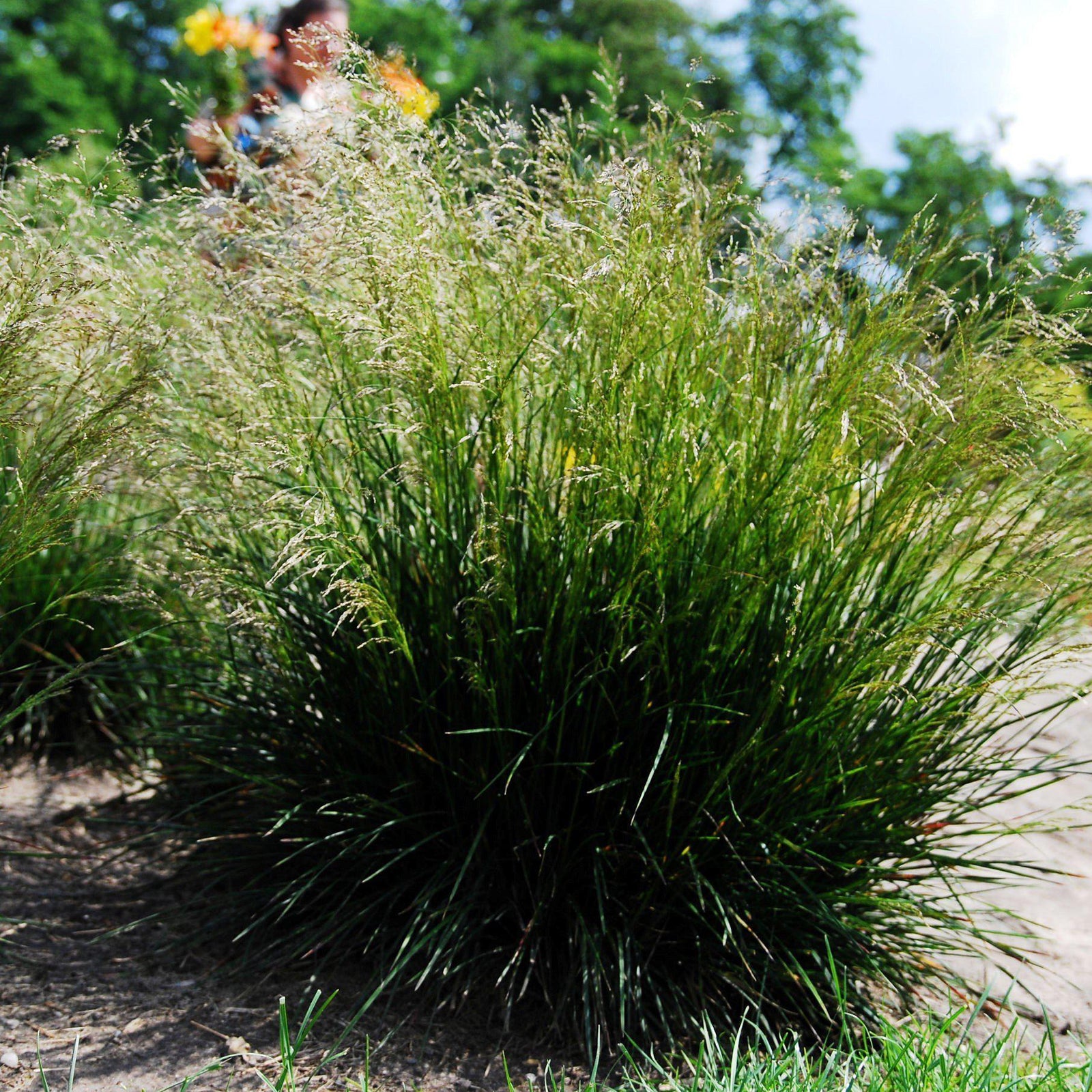 Deschampsia cespitosa ~ Tufted Hairgrass - Delivered By ServeScape