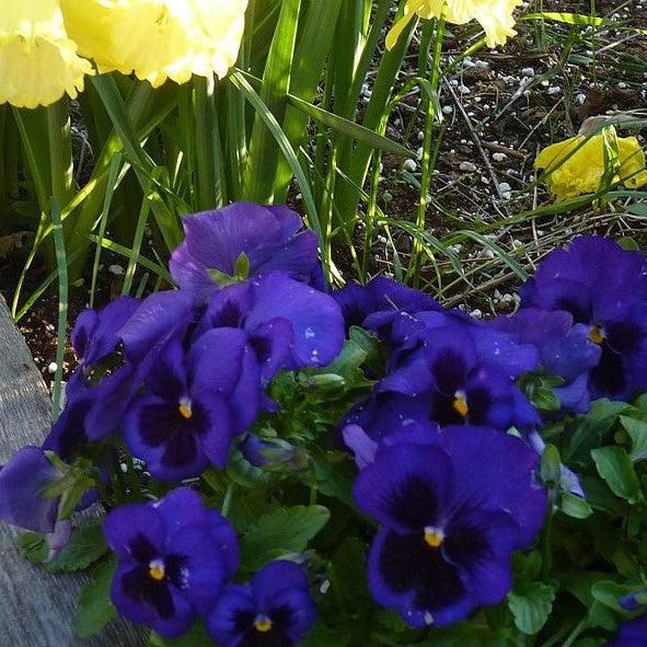 Viola x wittrockiana 'Inspire Plus Blue Blotch' ~ Inspire® Plus Blue Blotch Pansy-ServeScape