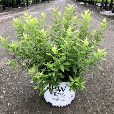 Deutzia gracilis 'Duncan' PP16,098 ~ Chardonnay Pearls® Deutzia-ServeScape