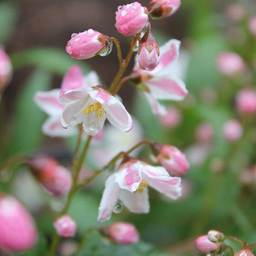 Deutzia 'NCDX2' ~ Yuki Cherry Blossom® Deutzia-ServeScape