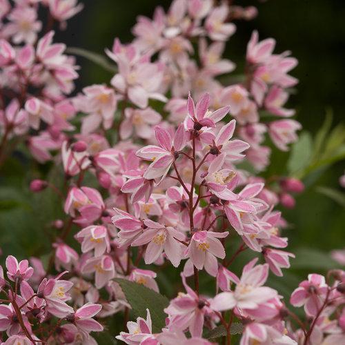 Deutzia 'NCDX2' ~ Yuki Cherry Blossom® Deutzia-ServeScape