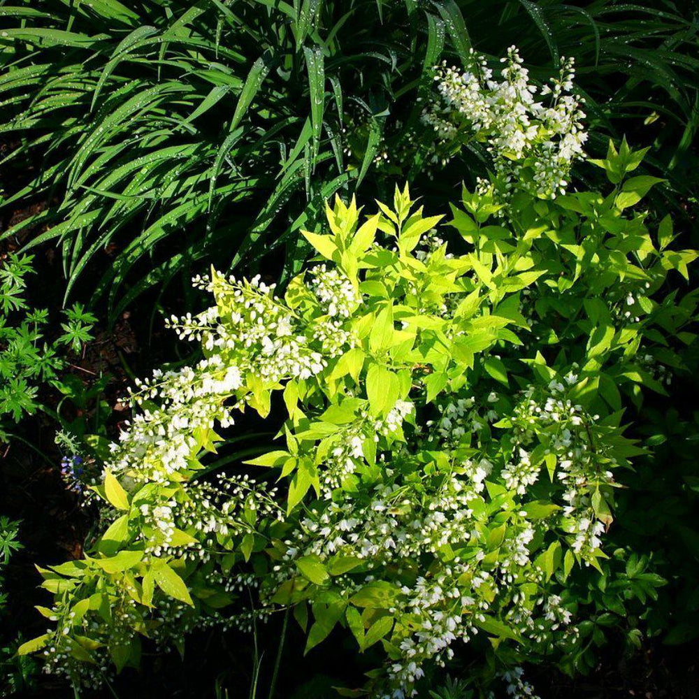 Deutzia gracilis 'Duncan' PP16,098 ~ Chardonnay Pearls® Deutzia - Delivered By ServeScape