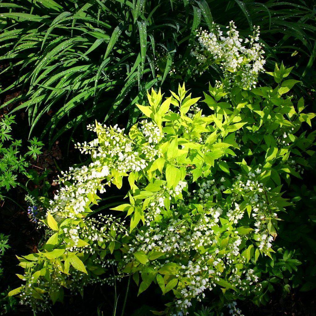 Deutzia gracilis 'Duncan' PP16,098 ~ Chardonnay Pearls® Deutzia - Delivered By ServeScape