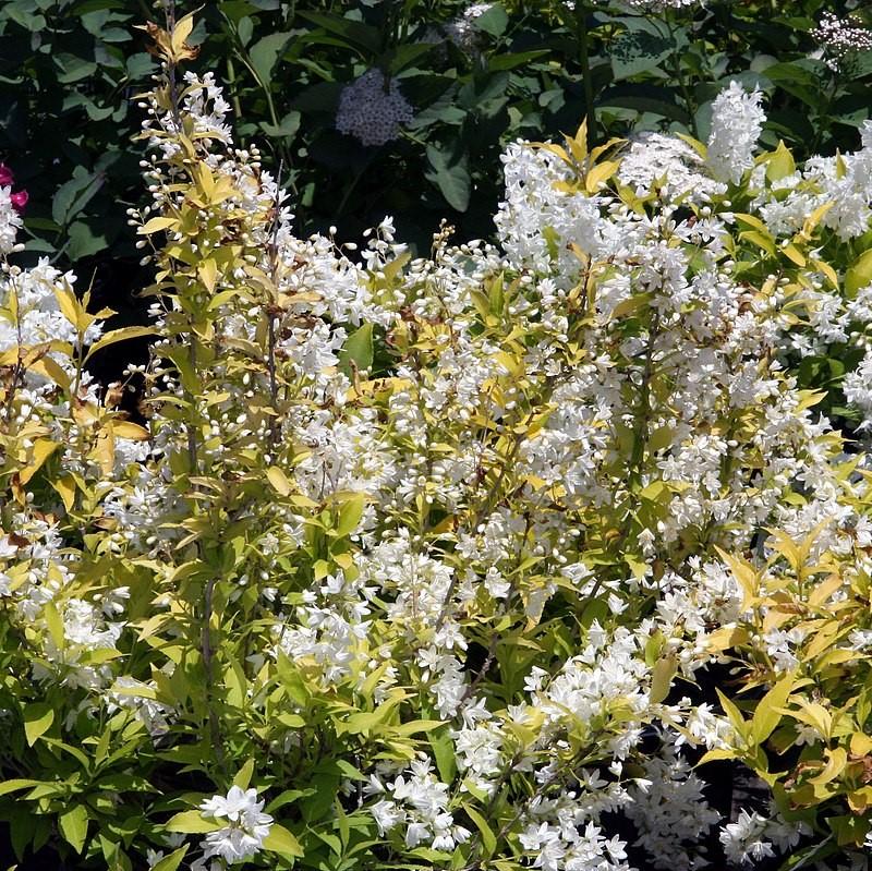 Deutzia gracilis 'Duncan' PP16,098 ~ Chardonnay Pearls® Deutzia-ServeScape