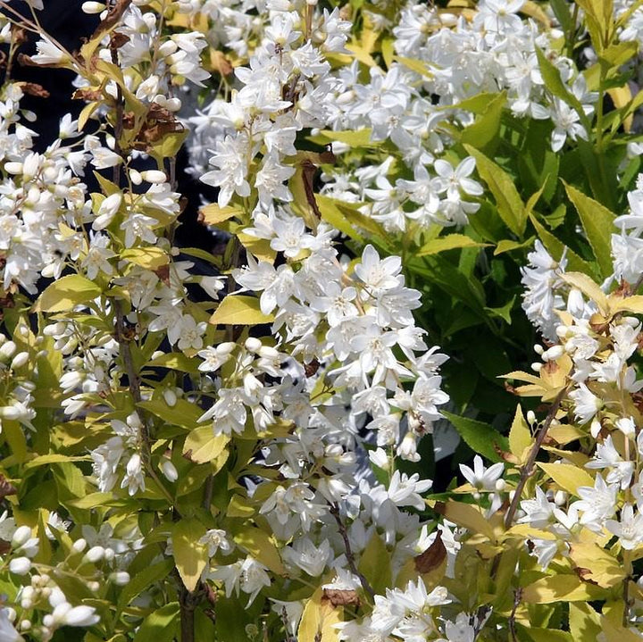 Deutzia gracilis 'Duncan' PP16,098 ~ Chardonnay Pearls® Deutzia-ServeScape