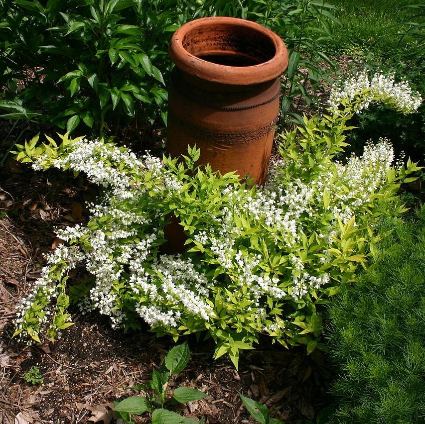 Deutzia gracilis 'Duncan' PP16,098 ~ Chardonnay Pearls® Deutzia-ServeScape