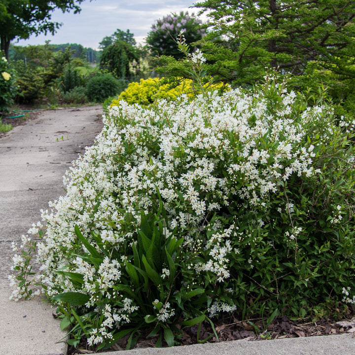 Deutzia gracilis 'Nikko' ~ Dwarf Nikko Deutzia-ServeScape