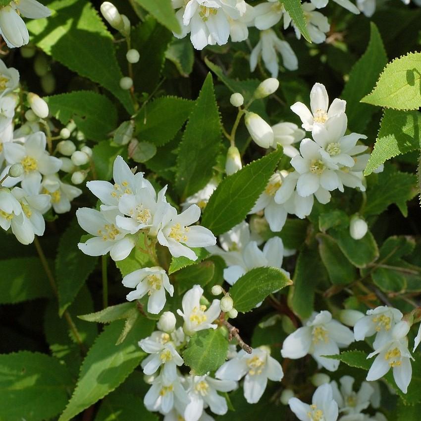 Deutzia gracilis 'Nikko' ~ Dwarf Nikko Deutzia-ServeScape