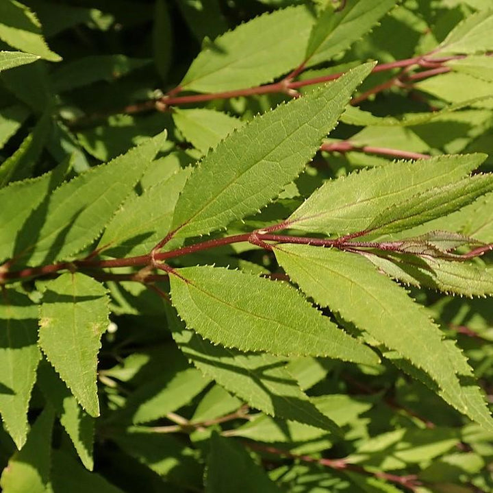 Deutzia gracilis 'Nikko' ~ Dwarf Nikko Deutzia-ServeScape