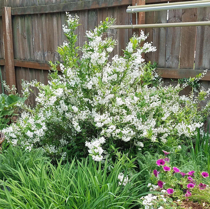 Deutzia gracilis 'Nikko' ~ Dwarf Nikko Deutzia-ServeScape