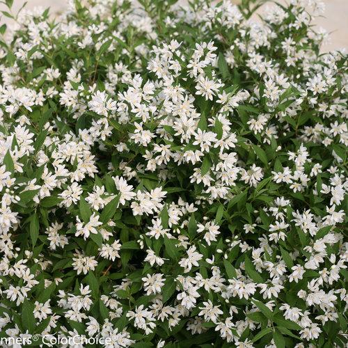 Deutzia sp. 'NCDX1' PP25,916 ~ Yuki Snowflake® Deutzia-ServeScape